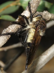 Promachus painteri