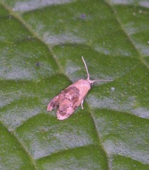Cochylis