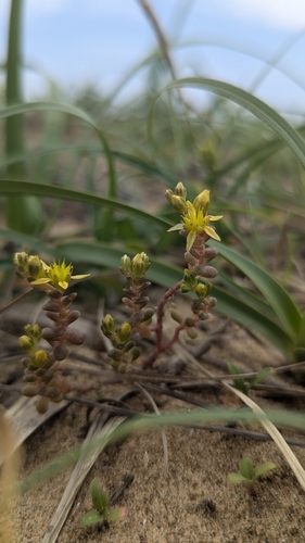 Sedum japonicum