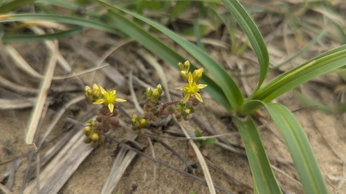 Sedum japonicum
