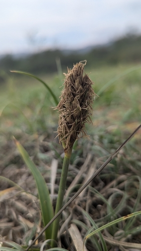 Image of Carex kobomugi by (c) Cheng-Te Hsu, some rights reserved (CC BY)