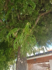 Angiospermae