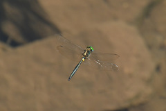 Somatochlora exuberata