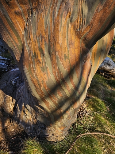 Image of Eucalyptus pauciflora by (c) Bronte-Maye, some rights reserved (CC BY)