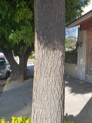 Angiospermae