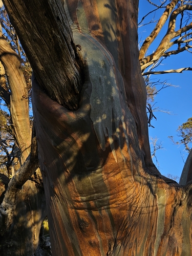 Image of Eucalyptus pauciflora by (c) Bronte-Maye, some rights reserved (CC BY)