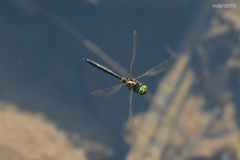 Somatochlora exuberata