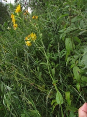 Crepis lyrata