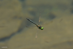 Somatochlora exuberata