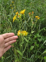 Crepis lyrata