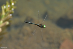 Somatochlora exuberata