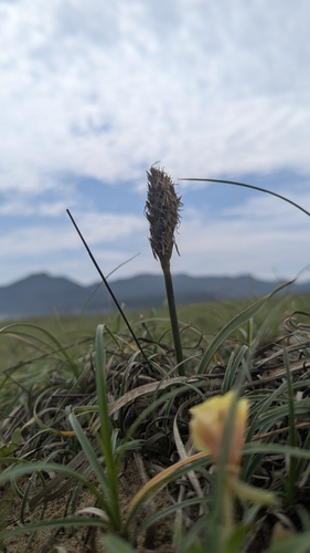 Image of Carex kobomugi by (c) Cheng-Te Hsu, some rights reserved (CC BY)