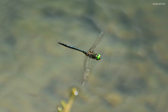 Somatochlora exuberata