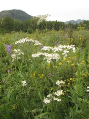 Achillea ledebourii