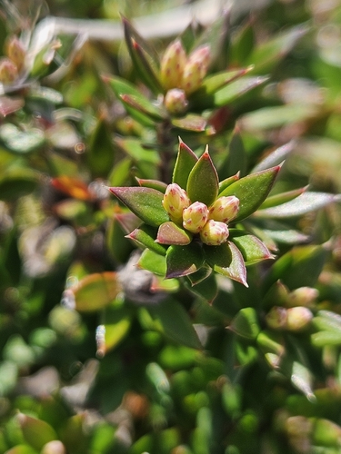 Image of Epacris paludosa by (c) Bronte-Maye, some rights reserved (CC BY)