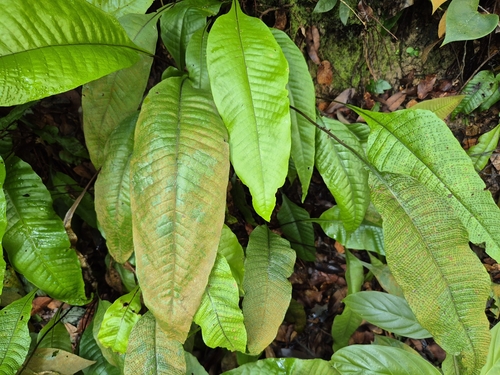 Tectaria singaporiana (Tectaria singaporiana)