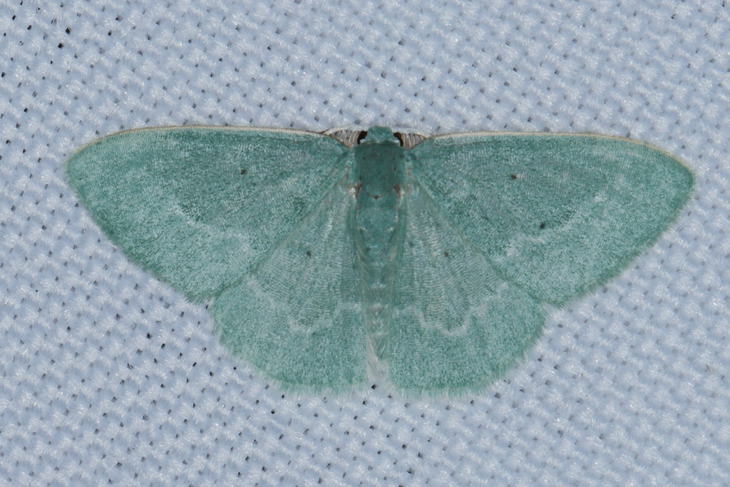 Comostolopsis capensis