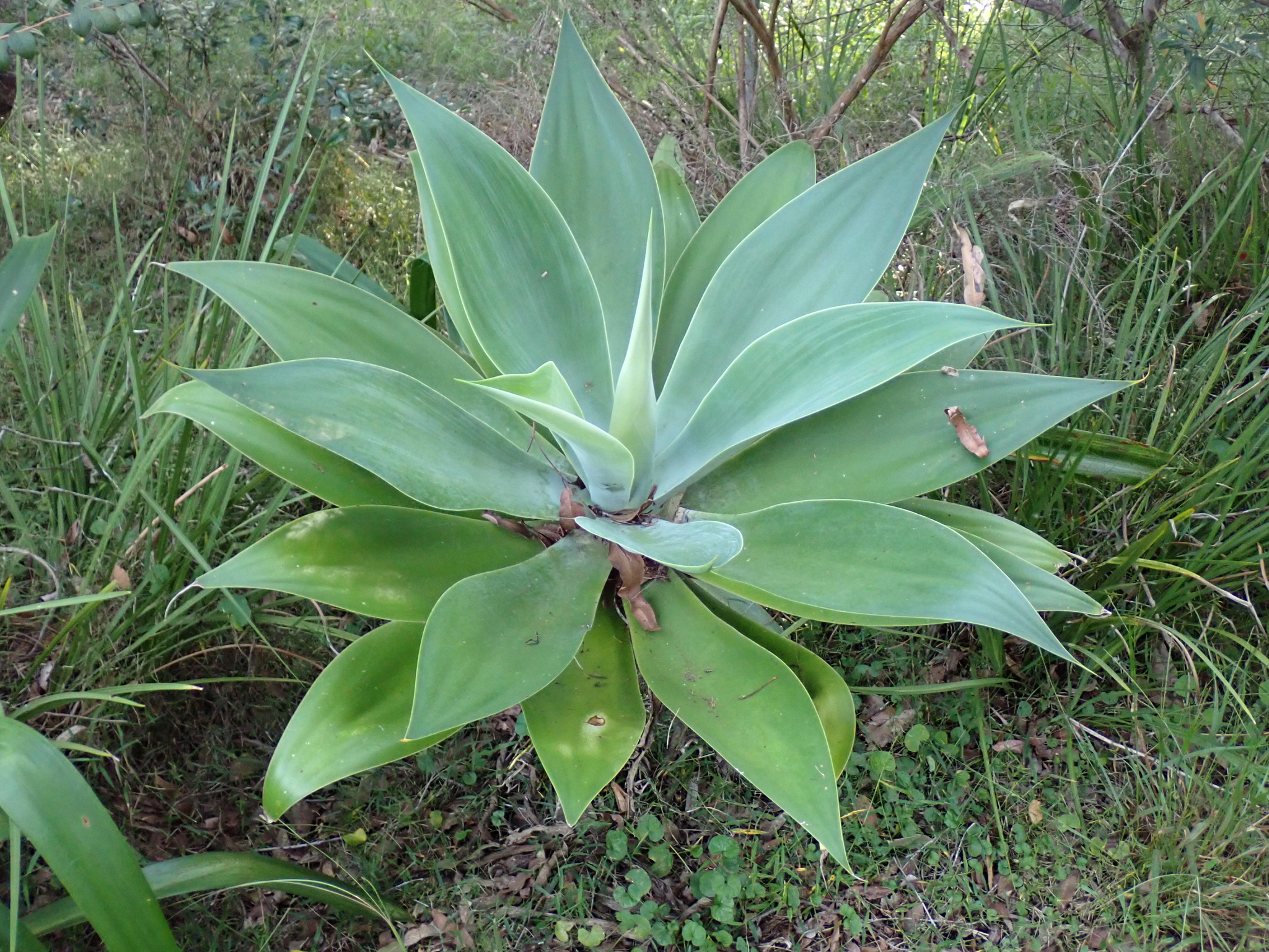 Imagem de Agave-dragão