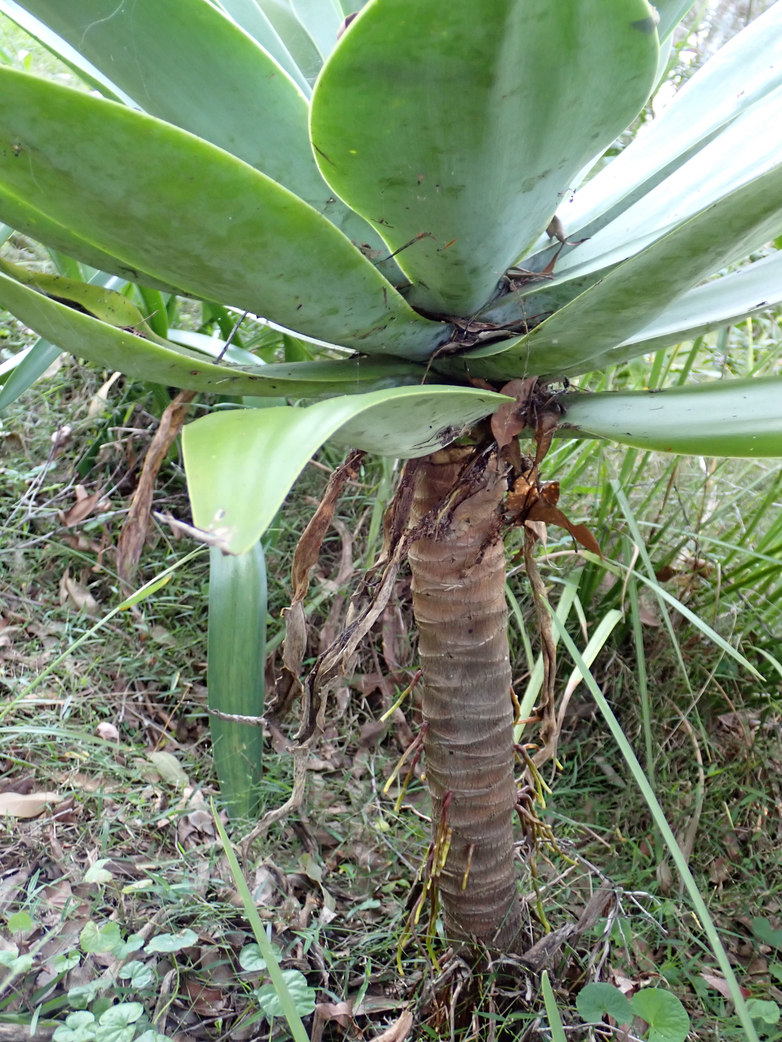 Imagem de Agave-dragão