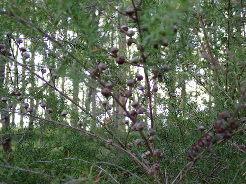 Image of Leptospermum polygalifolium by (c) Alesha Teitzel, some rights reserved (CC BY)
