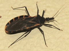 Triatoma