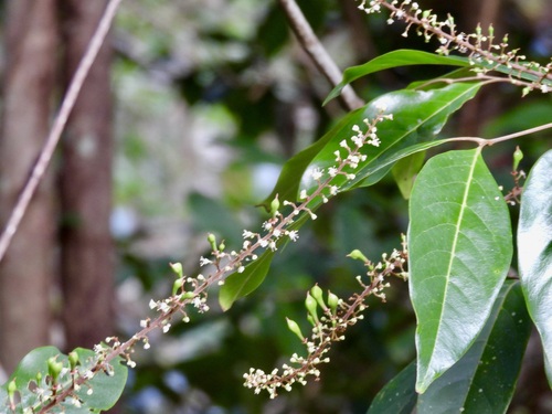Mischocarpus exangulatus observed 2025-04-20