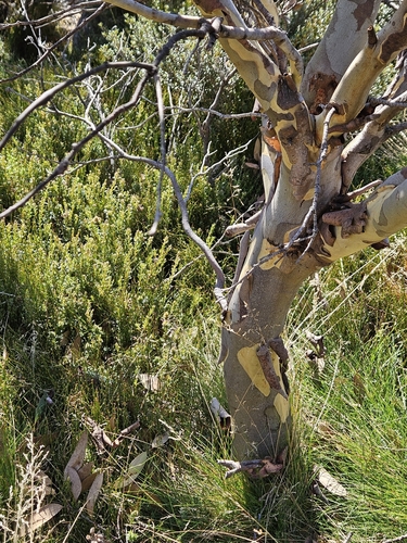 Image of Eucalyptus pauciflora by (c) Bronte-Maye, some rights reserved (CC BY)