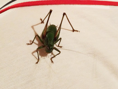 Eupholidoptera cephalonica