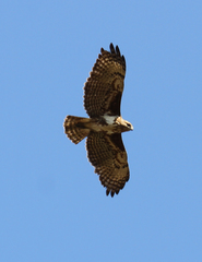 Buteo brachypterus