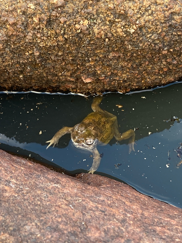Kunapalari Frog, Neobatrachus kunapalari