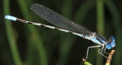 Argia leonorae