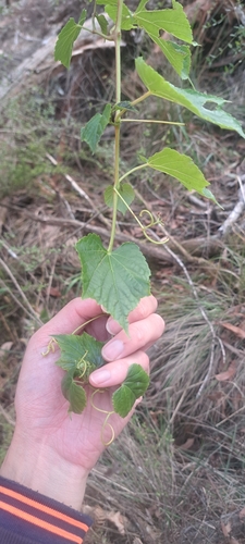 Foto de Uva-do-mato