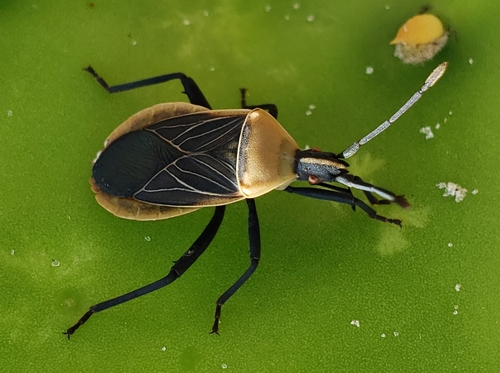 Cactus Coreid Bug photo 6