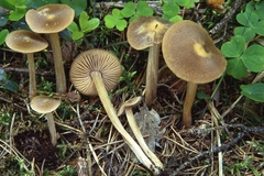 Entoloma cuneatum
