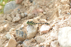 Burmagomphus collaris