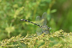 Burmagomphus collaris