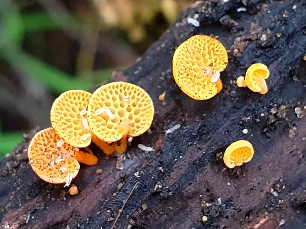 Favolaschia claudopus · April 2025 · photo: © corli (iNaturalist, cc-by)
