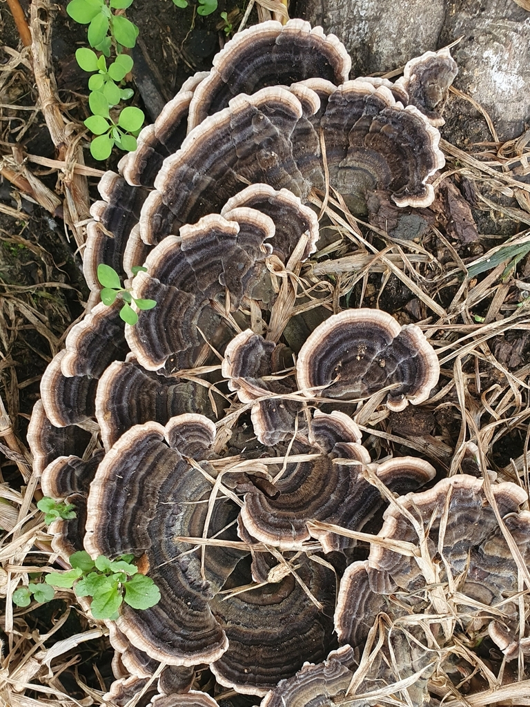 Trametes versicolor · April 2025 · photo: © corli (iNaturalist, cc-by)