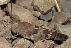 Leprus
