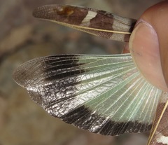 Leprus