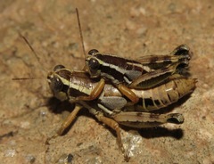 Phaedrotettix palmeri
