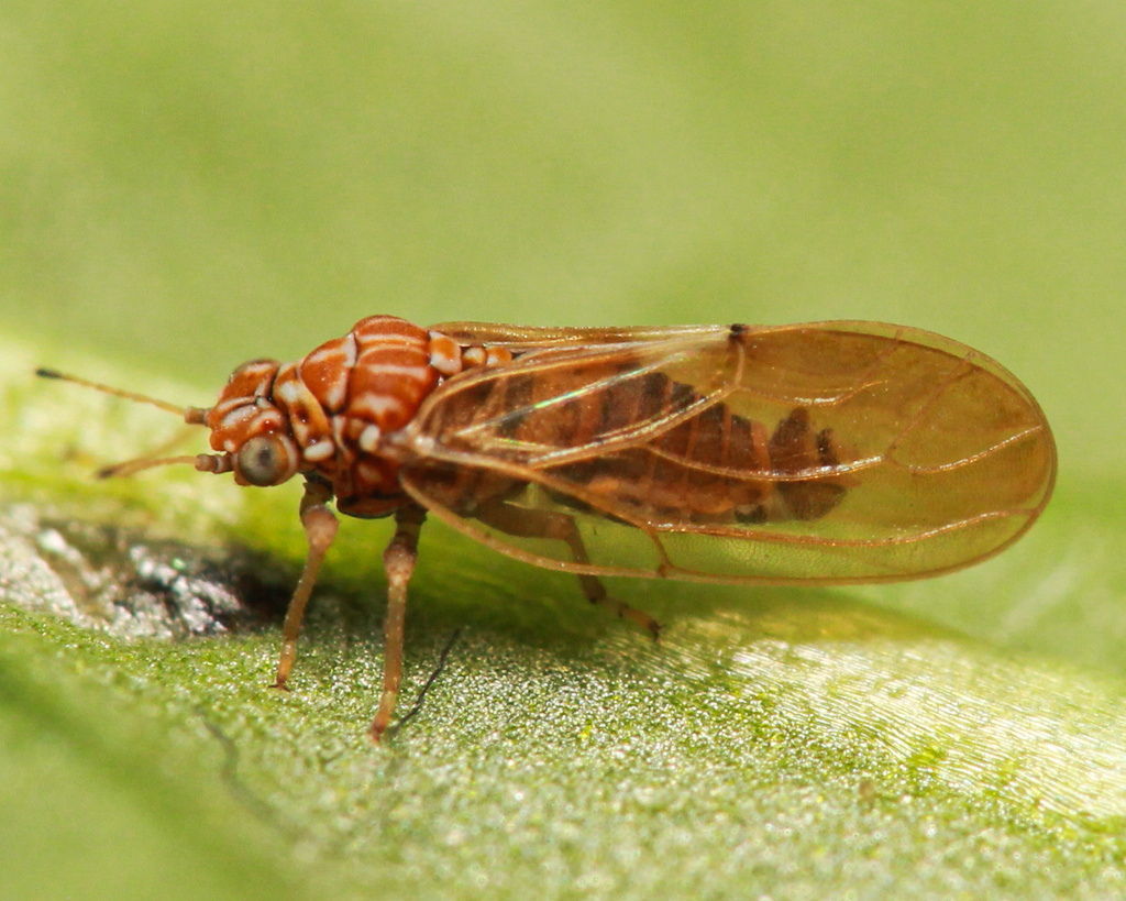 Aphalarinae