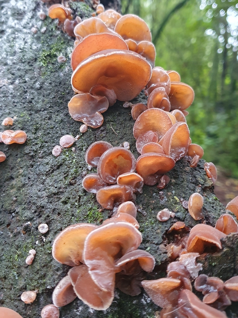Auricularia cornea · April 2025 · photo: © corli (iNaturalist, cc-by)