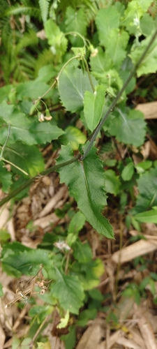Image of Emilia praetermissa by (c) 黃家瑜, some rights reserved (CC BY)
