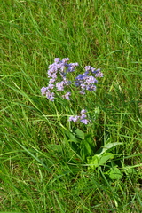 Limonium tomentellum