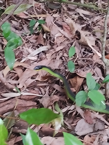Common Tree Snake sighting
