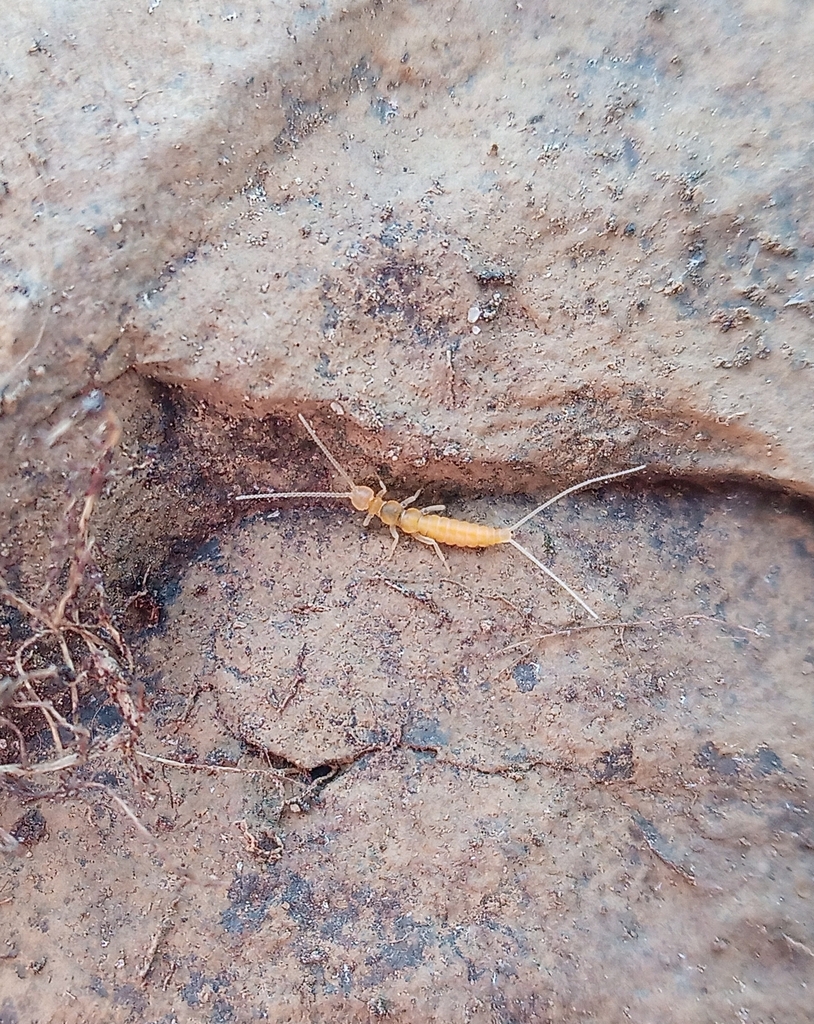 Campodea plusiochaeta