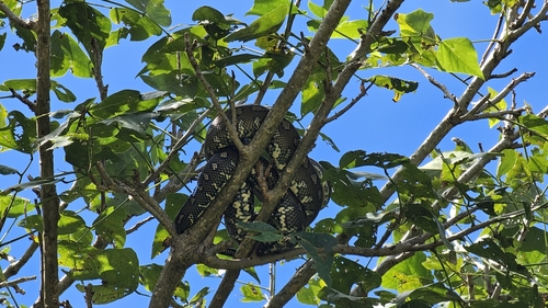 Coastal Carpet Python sighting