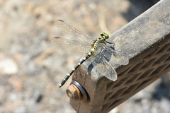 Burmagomphus collaris