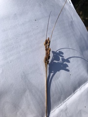 Juncus greenei
